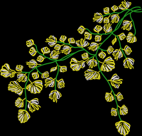 Fantastic multi leaf  Kurta   Embroidery design 